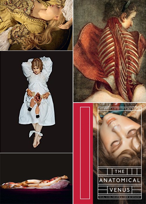 laluz_anatomical-interior